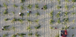 Comienza la recolección en la zona con la vendimia más larga de España