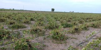 Confirman que hay más de 6.000 hectáreas afectadas por la tromba de agua y pedrisco en Castilla-La Mancha
