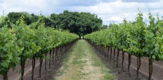 Pide medidas para paliar los desequilibrios en el sector vitivinícola por un precio de la uva “injustificadamente bajo” viñedo