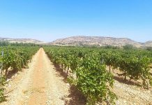 ASAJA Castilla-La Mancha lamenta los retrasos en la tramitación y certificación de las ayudas de reestructuración y reconversión de viñedo viñedo