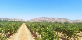 Primera estimación de vendimia: La producción de vino y mosto podría mejorar este año viñedo