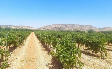 ASAJA Castilla-La Mancha lamenta los retrasos en la tramitación y certificación de las ayudas de reestructuración y reconversión de viñedo viñedo