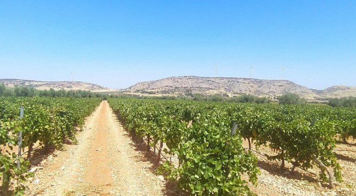 ASAJA Castilla-La Mancha lamenta los retrasos en la tramitación y certificación de las ayudas de reestructuración y reconversión de viñedo viñedo