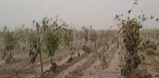 Vídeo. La tormenta arrasa viñedos de Arenales de San Gregorio, en La Mancha
