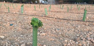 La reestructuración de viñedo en Castilla-La Mancha incluye la variedad de uva blanca Airén viñedo