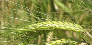 La cebada sube por primera vez desde enero cebada