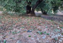 España supera vez el millón de hectáreas agrarias con siniestros por pedrisco, lluvias y viento pedrisco