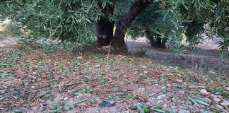 España supera el millón de hectáreas agrarias con siniestros por pedrisco, lluvias y viento pedrisco