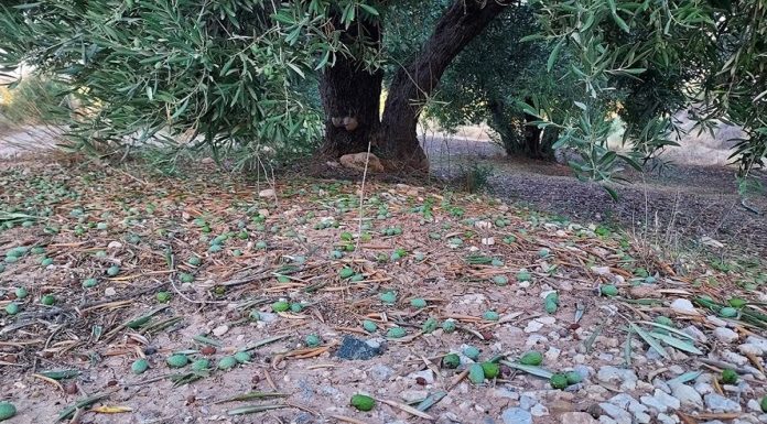 España supera vez el millón de hectáreas agrarias con siniestros por pedrisco, lluvias y viento pedrisco