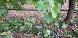 5.550 hectáreas de cultivos dañadas en Cuenca por las últimas tormentas daños tormenta en viña