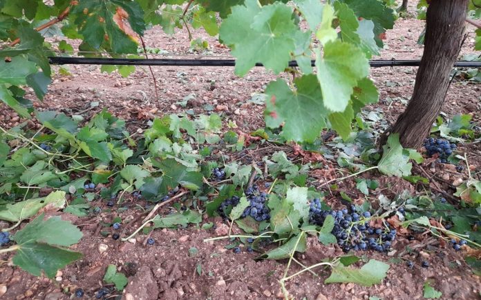 Agroseguro - Pedrisco - Viñedo - La Mancha daños tormenta en viña