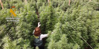 Interviene 125.000 plantas de “cannabis” camufladas en ocho plantaciones de cáñamo industrial Operación EBANO