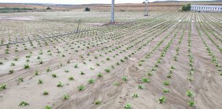 Las tormentas provocan importantes daños en olivar y hortícolas de Toledo