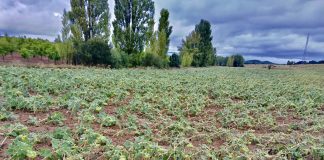 Las lluvias dejan huella en el campo de la provincia de Cuenca