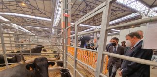 Limitarán las granjas de bovino a 850 unidades de ganado mayor