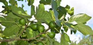 La higuera, ¿cultivo alternativo de futuro?