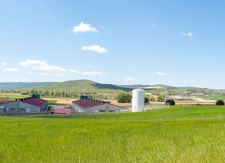 Impulsan la innovación en la gestión del estiércol líquido de porcino porcino