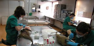 El IREC, reconocido por su labor de investigación para el uso sostenible de la caza