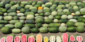 ¿Melón o sandía? La gran pregunta del verano melones y sandías