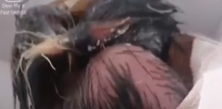 Vídeo. Nacimiento en directo (rotura de huevo) de pollito de gallina negra castellana