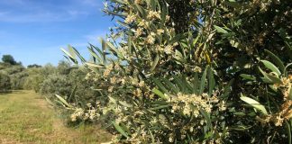 5,5 millones de hectáreas de olivar tradicional no transformable, en riesgo de abandono olivo tradicional