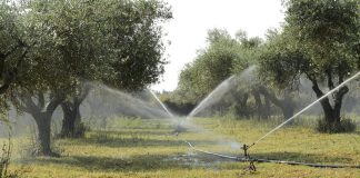 Pide a la Confederación Hidrográfica del Guadalquivir riego para el olivar Olivo regadío agua
