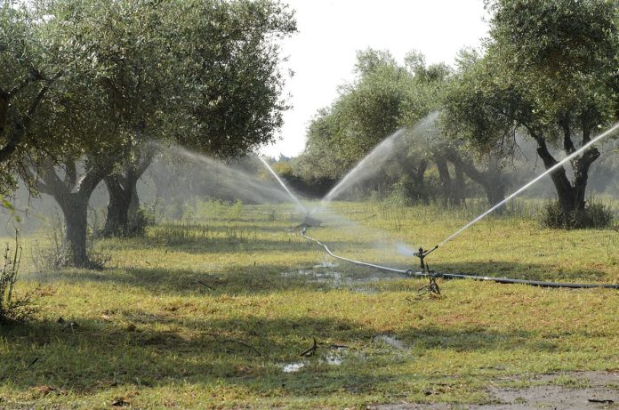 Olivo regadío agua