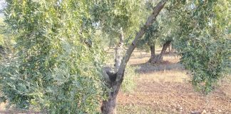 Una fuerte tormenta daña olivares y viñedos en Villarrubia de los Ojos Tormenta Villarrubia de los Ojos
