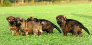 Pide al Gobierno que endurezca las penas por robos de mascotas mascotas