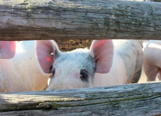 El mercado chino seguirá siendo principal destino del porcino español en 2022 ganado porcino