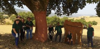 Desempleados realizan labores de descorche y aprovechamiento forestal en la Sierra viseña