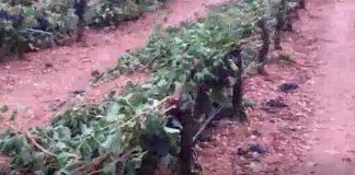 Vídeo. El fuerte viento de las tormentas dobla las viñas