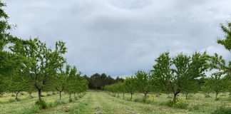 Denuncia bajadas importantes en algunos tramos de los importes provisionales de los ecorregímenes de la PAC 2025 agricultura medio ambiente