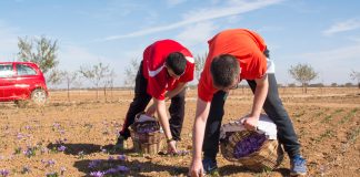 UPA pide un “apoyo firme” para los agricultores y ganaderos al inicio del curso político