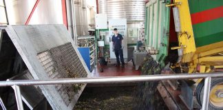 La campaña de vendimia en Miguel Esteban dejará menor producción, buena calidad y precios más altos