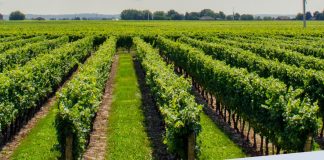 AMFAR examina desafíos de mujeres rurales ante nueva PAC y en el cooperativismo AMFAR PAC