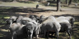 Aprobadas las nuevas extensiones de norma de cerdo ibérico y aceite de orujo de oliva