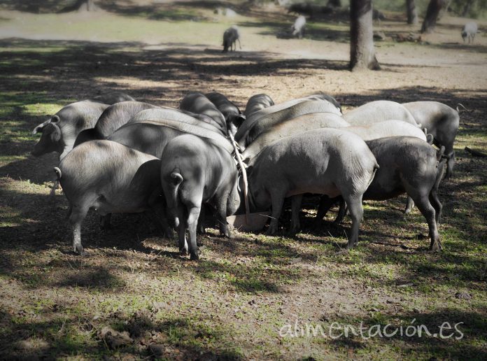 cerdosibericos_tcm30-542933