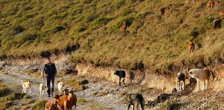 Piden la dimisión de la ministra para la Transición Ecológica por su blindaje del lobo