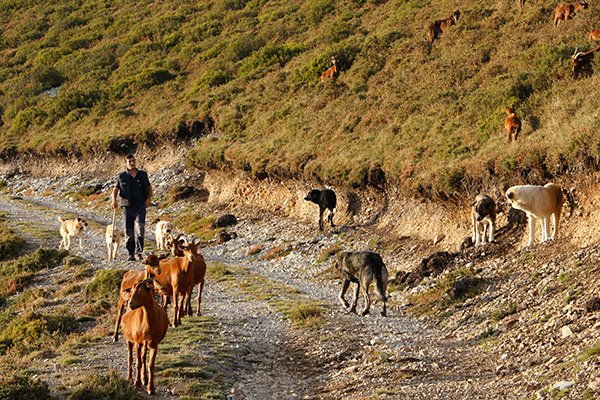ganadero-lobo-baja