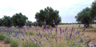 El viñedo adelanta al olivar. Grupo Operativo Olivares de Miel