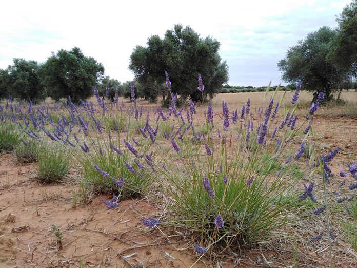 go_olivares_miel_lavanda_oleo_5193