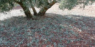 Las tormentas afectan a los cultivos de Castilla-La Mancha (hay galería de imágenes)