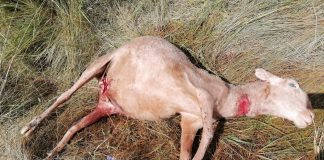 Un ataque de lobos mata 78 ovejas en una explotación de Granja de Moreruela (Zamora) ataque lobos