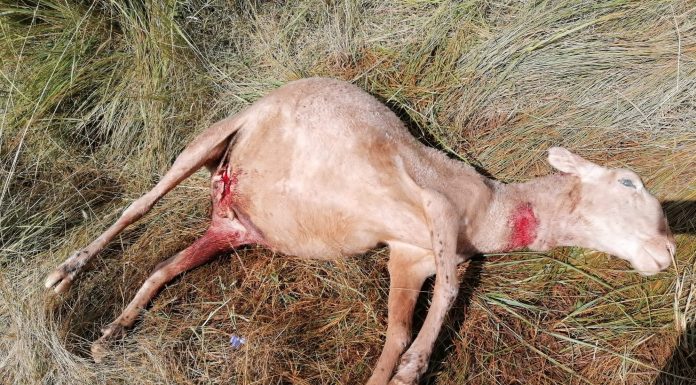 Un ataque de lobos mata 78 ovejas en una explotación de Granja de Moreruela (Zamora) ataque lobos