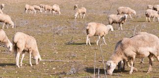 Detectados en España nuevos casos de lengua azul en ovinos ganadería ovino