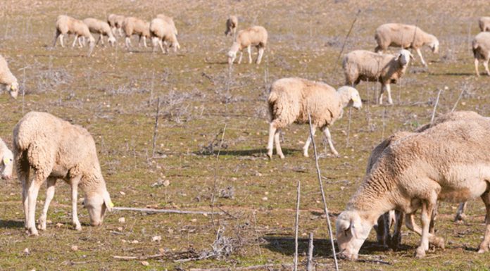 Detectados en España nuevos casos de lengua azul en ovinos ganadería ovino