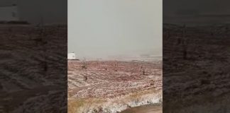 Vídeo. Graves daños en cultivos del Campo de Montiel por las tormentas