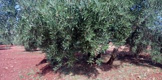 Una gran extensión de olivar de Terrinches, afectado por el pedrisco