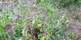 Vídeo de la desolación tras las tormentas. «Un año de trabajo para nada», lamenta Jonatan, viticultor conquense